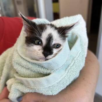 Zara -  Domestic Medium Hair Cat for Adoption in Leander, Texas - Zara | PetCurious