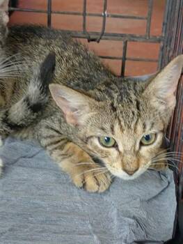 MIKA -  Domestic Short Hair Cat for Adoption in Fort Lauderdale, Florida - MIKA | PetCurious