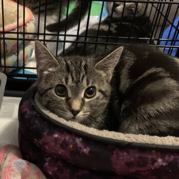 Rescue Domestic Short Hair and Tabby Cats for Adoption in Roslyn Heights, New York - Blossom | PetCurious