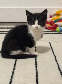 Rescue Domestic Short Hair Cats for Adoption in Oak Park, Michigan - Ceider | PetCurious