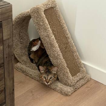 Domestic Short Hair Cats Available for Adoption in West Palm Beach, Florida - Tati | PetCurious