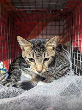 Domestic Short Hair Cats Available for Adoption - GATO | PetCurious