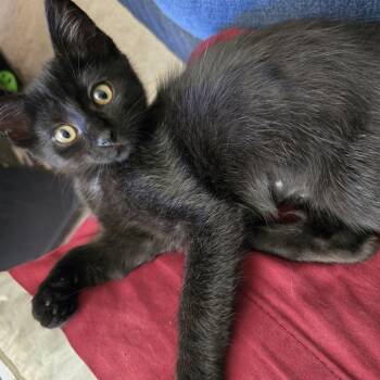 Whirlpool -  Domestic Short Hair Cat for Adoption in Othello, Washington - Whirlpool | PetCurious