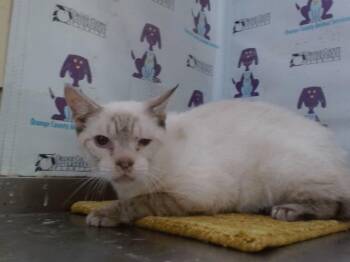 Domestic Short Hair Cats Available for Adoption in Orlando, Florida - CASPER | PetCurious