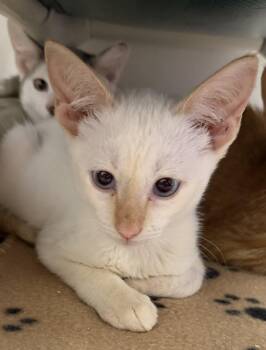 Yesta -  Siamese Cat for Adoption in Fernandina Beach, Florida - Yesta | PetCurious