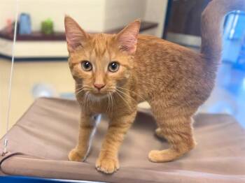 STEFANIE -  Domestic Short Hair Cat for Adoption in Fort Wayne, Indiana - STEFANIE | PetCurious