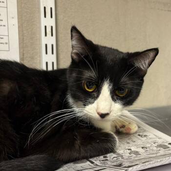 Mazzy -  Domestic Short Hair Cat for Adoption in Yuma, Arizona - Mazzy | PetCurious