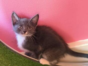 Piper -  Domestic Short Hair Cat for Adoption in Brighton, New York - Piper | PetCurious