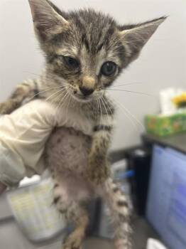 DOODLEBUG -  Domestic Short Hair Cat for Adoption in Ocala, Florida - DOODLEBUG | PetCurious