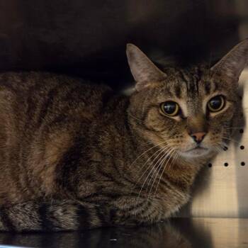 Domestic Short Hair Cats Available for Adoption in Asheville, North Carolina - Jackson | PetCurious