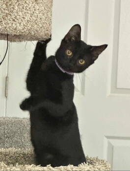 Rescue Domestic Short Hair Cats for Adoption in Ball Ground, Georgia - Unicorn | PetCurious