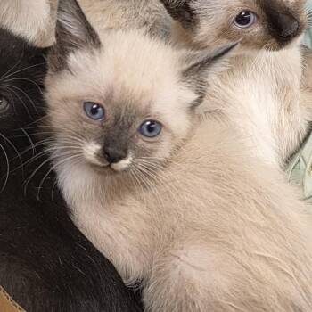 Latte -  Domestic Short Hair Cat for Adoption in Canton, North Carolina - Latte | PetCurious