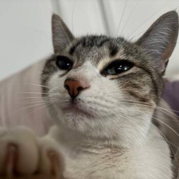 Domestic Short Hair Cats Available for Adoption - Skylar | PetCurious