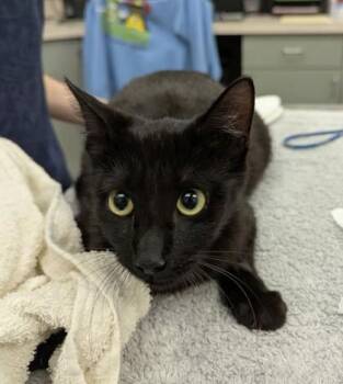 Domestic Short Hair Cats Available for Adoption in Palm Coast, Florida - Astrid | PetCurious