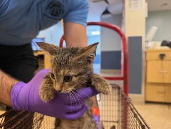 Domestic Short Hair Cats Available for Adoption - LOVEBUG | PetCurious