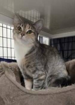 Zion -  Domestic Short Hair Cat for Adoption in Neenah, Wisconsin - Zion | PetCurious