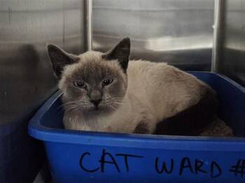 REGINA -  Siamese Cat for Adoption in Martinez, California - REGINA | PetCurious