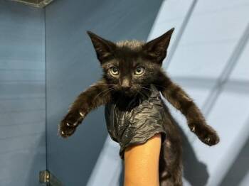 JOSEPHINE -  Domestic Short Hair Cat for Adoption in San Bernardino, California - JOSEPHINE | PetCurious
