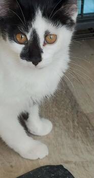 Julia -  Domestic Short Hair Cat for Adoption in Racine, Wisconsin - Julia | PetCurious