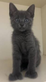 Oven Mitt - ADOPTED -  Domestic Short Hair Cat for Adoption in Chamblee, Georgia - Oven Mitt - ADOPTED | PetCurious