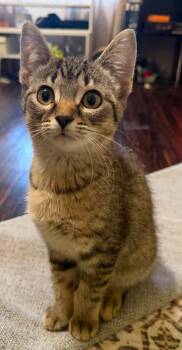 Bootz -  Domestic Short Hair Cat Available for Adoption in Taycheedah, Wisconsin - Bootz | PetCurious