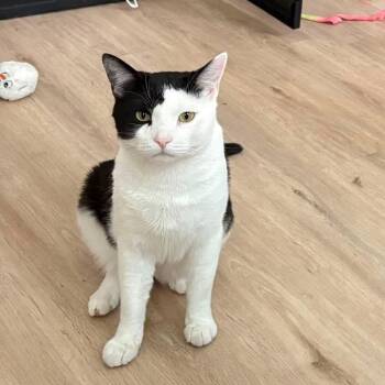 Bellamy -  Domestic Short Hair Cat for Adoption in New York, New York - Bellamy | PetCurious