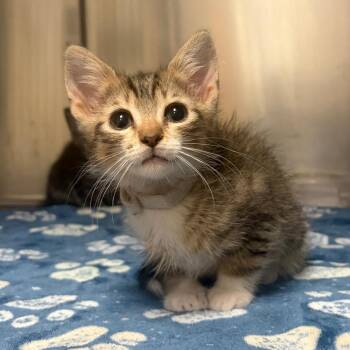 Oslo -  Domestic Short Hair Cat for Adoption in Milton, Florida - Oslo | PetCurious