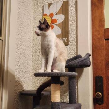 Kahlua -  Siamese and Domestic Short Hair Cat for Adoption in Wheaton, Illinois - Kahlua | PetCurious
