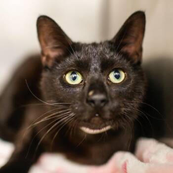 Domestic Short Hair Cats Available for Adoption in Dover, New Hampshire - Arlis | PetCurious