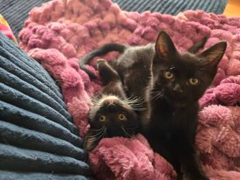 Mimi -  Domestic Medium Hair Cat for Adoption in Millcreek, Utah - Mimi | PetCurious