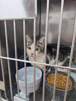 Domestic Short Hair Cats Available for Adoption - Beans | PetCurious