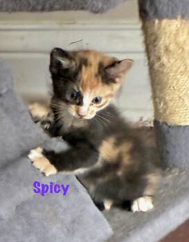 Spicy -  Calico Cat Available for Adoption in Maryville, Tennessee - Spicy | PetCurious