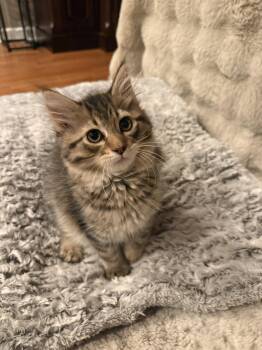 Baxter -  Domestic Long Hair Cat for Adoption in Hinckley, Illinois - Baxter | PetCurious