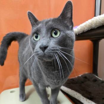 Clooney -  Domestic Short Hair and Mixed Breed Cat for Adoption in Oshkosh, Wisconsin - Clooney | PetCurious