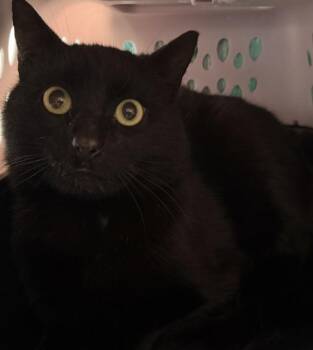 Eclipse -  Domestic Short Hair Cat for Adoption - Eclipse | PetCurious