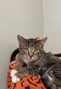 Rescue Domestic Short Hair Cats for Adoption in Picayune, Mississippi - Meghie | PetCurious