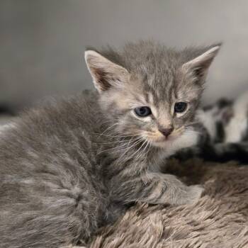 Reese -  Domestic Short Hair Cat for Adoption in San Jacinto, California - Reese | PetCurious