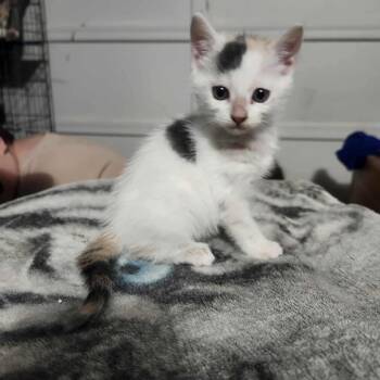 Rescue Domestic Short Hair Cats for Adoption in Ferndale, Washington - Marshmellow | PetCurious