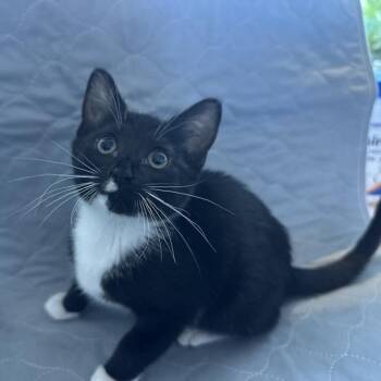 Shimizu -  Domestic Short Hair Cat for Adoption in Matteson, Illinois - Shimizu | PetCurious