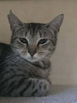 Domestic Short Hair Cats Available for Adoption in Conway, South Carolina - Taki | PetCurious