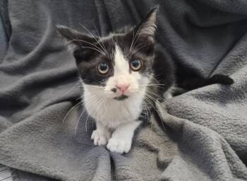 Kiwi -  Domestic Short Hair Cat for Adoption - Kiwi | PetCurious