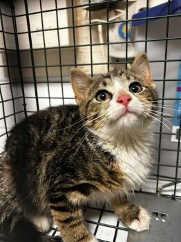Domestic Short Hair Cats Available for Adoption in Spruce Pine, North Carolina - Jelly Belly | PetCurious