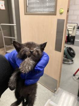 Domestic Short Hair Cats Available for Adoption in Dallas, Texas - MATER | PetCurious