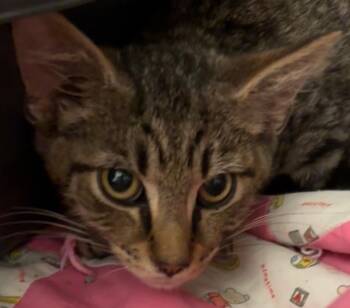 Dakota -  Domestic Short Hair Cat for Adoption in Elizabethton, Tennessee - Dakota | PetCurious