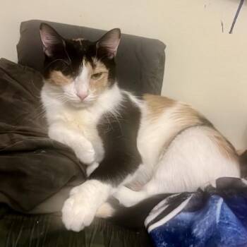 Alma -  Domestic Short Hair Cat for Adoption in New York, New York - Alma | PetCurious