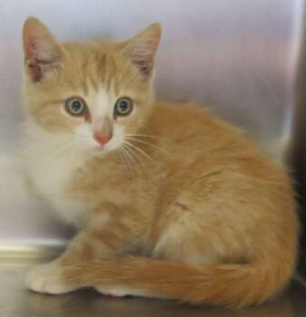 Jean -  Domestic Short Hair Cat for Adoption in Lexington, Virginia - Jean | PetCurious