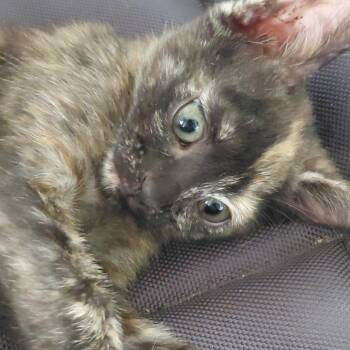 Sui -  Domestic Short Hair Cat for Adoption in West Palm Beach, Florida - Sui | PetCurious