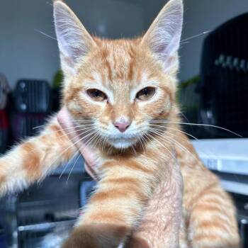 JJ the Jet Plane -  Domestic Short Hair Cat for Adoption in Matteson, Illinois - JJ The Jet Plane | PetCurious