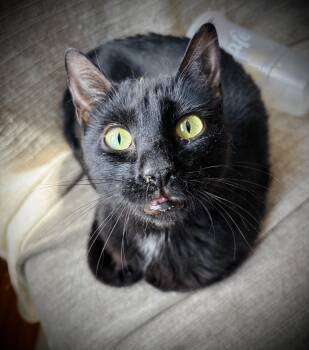 Domestic Short Hair Cats Available for Adoption in Buffalo, New York - Maggie Mae | PetCurious