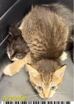 LEE -  Domestic Short Hair Cat for Adoption in West Palm Beach, Florida - LEE | PetCurious